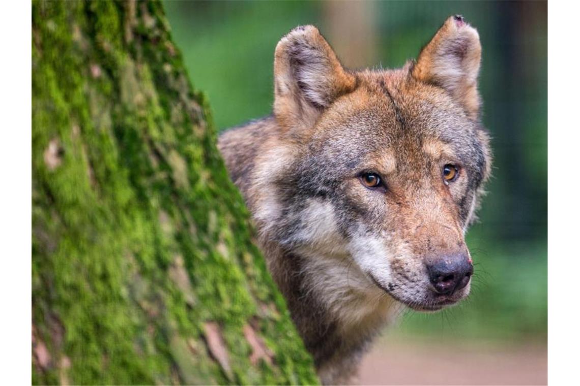 Ein Wolf schaut hinter einem Baum hervor. Foto: Lino Mirgeler/dpa/Symbolbild