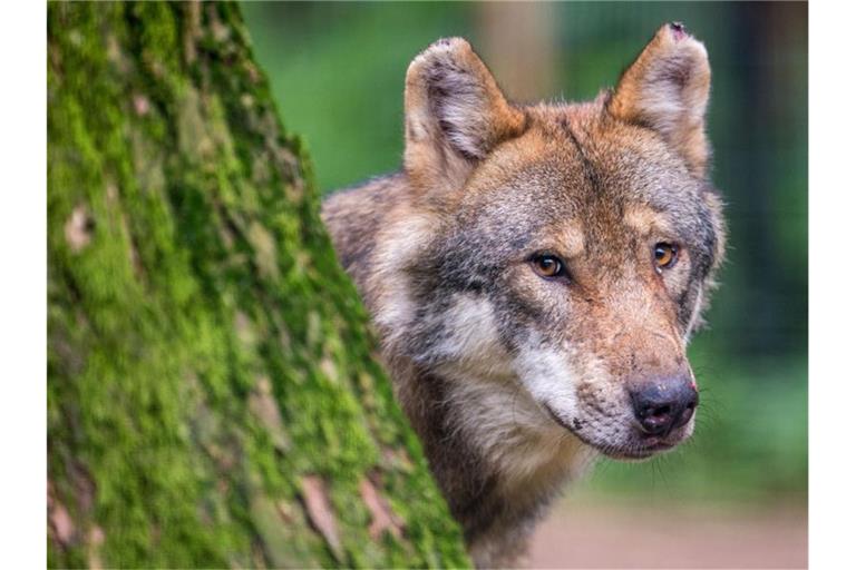 Ein Wolf schaut hinter einem Baum hervor. Foto: Lino Mirgeler/dpa/Symbolbild