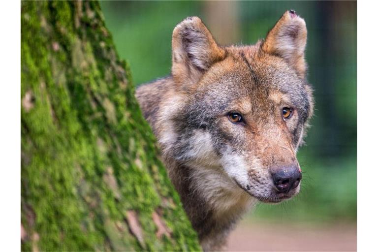 Ein Wolf schaut hinter einem Baum hervor. Foto: Lino Mirgeler/dpa/Symbolbild