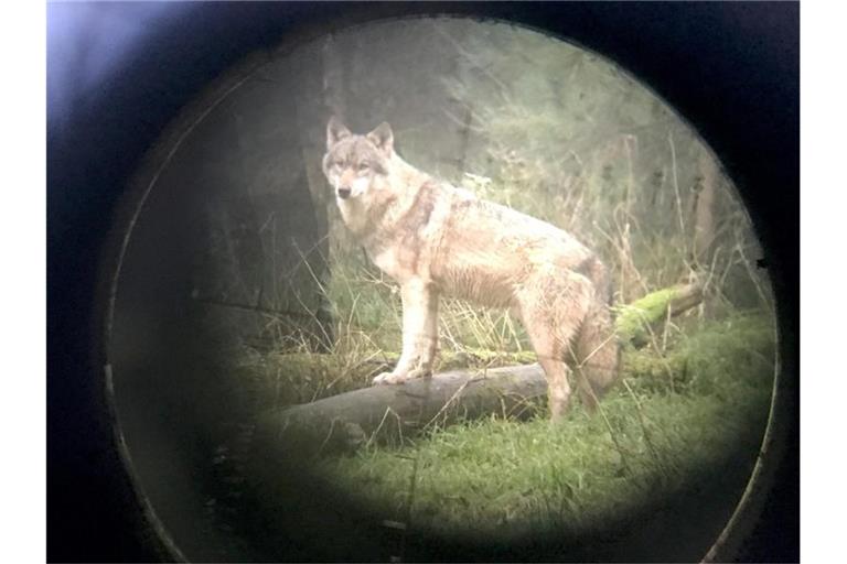 Ein Wolf steht im Wildpark Eekholt (Fotografiert durch ein Zielfernrohr). Foto: Carsten Rehder/dpa/Archivbild