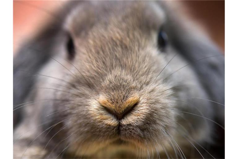 Ein Zwergkaninchen. Foto: Arno Burgi/dpa-Zentralbild/dpa/Symbolbild