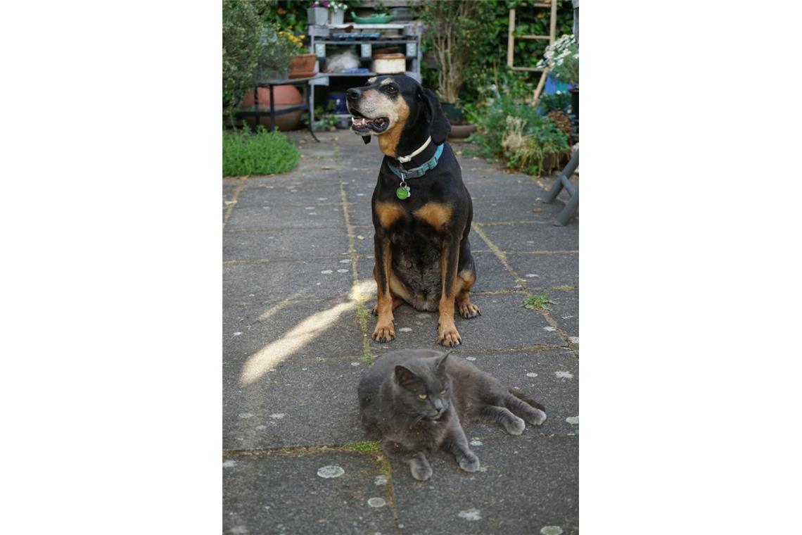 Eine besondere Freundschaft verbindet Katze Kitty und Hündin Cosma. Beide hatten...