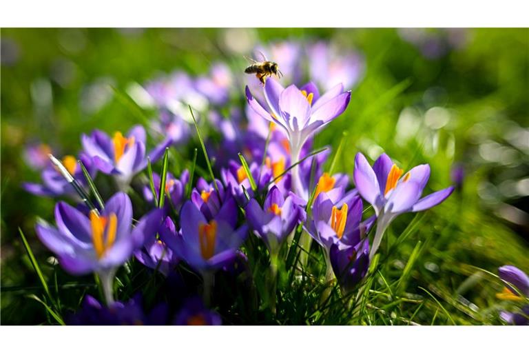 Eine Biene landet auf einem Krokus, der im Sonnenschein auf einer Wiese in Oldenburg steht. Es wird in Deutschland in diesen Tagen wieder deutlich wärmer und die Natur erwacht.