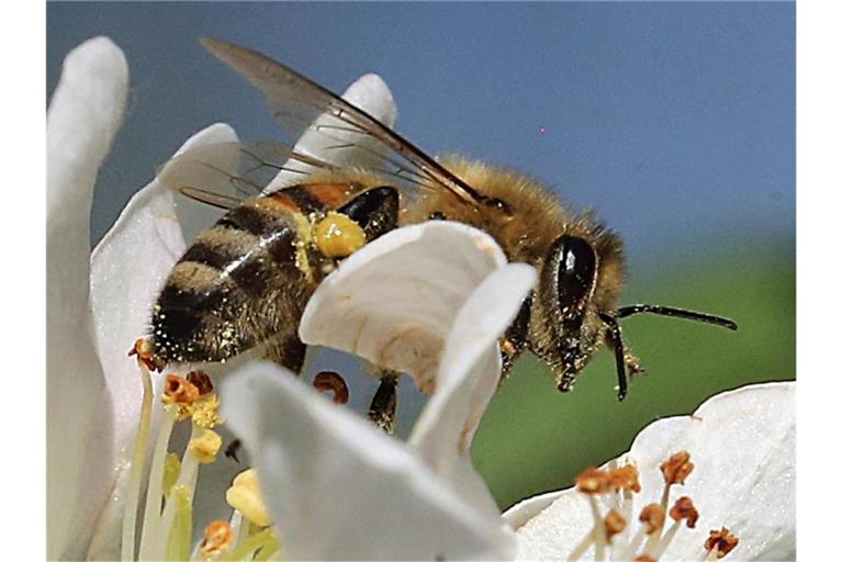 Eine Biene sitzt auf einer Blüte eines Apfelbaums und sammelt Nektar. Foto: Wolfgang Kumm/Archivbild