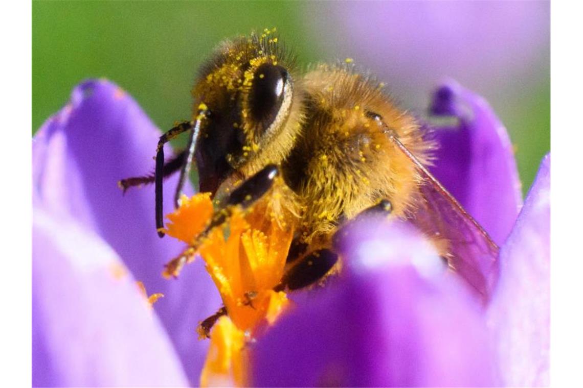 Bunter Wetter-Mix mit Wolken, Wind und Sonne Eine Biene sitzt in einem Krokus in der Region Hannover. Foto: Julian Stratenschulte/dpa