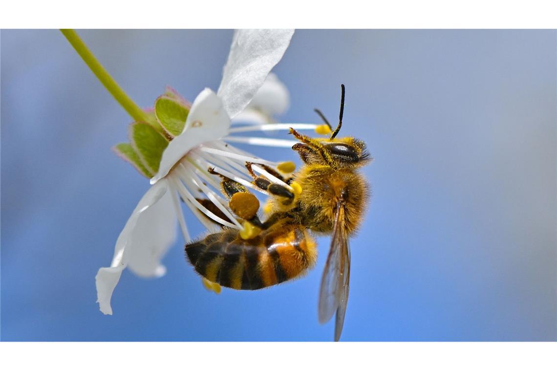 Eine Biene sucht Nektar an der Blüte einer Kirschpflaume.