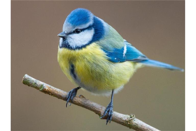 Eine Blaumeise (Cyanistes caeruleus) sitzt in einem Garten auf einem Ast.). Foto: Patrick Pleul/dpa-Zentralbild/dpa