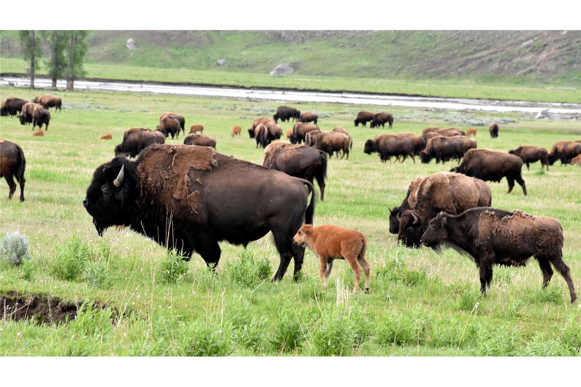 Eine Büffelherde im Yellowstone-Nationalpark.