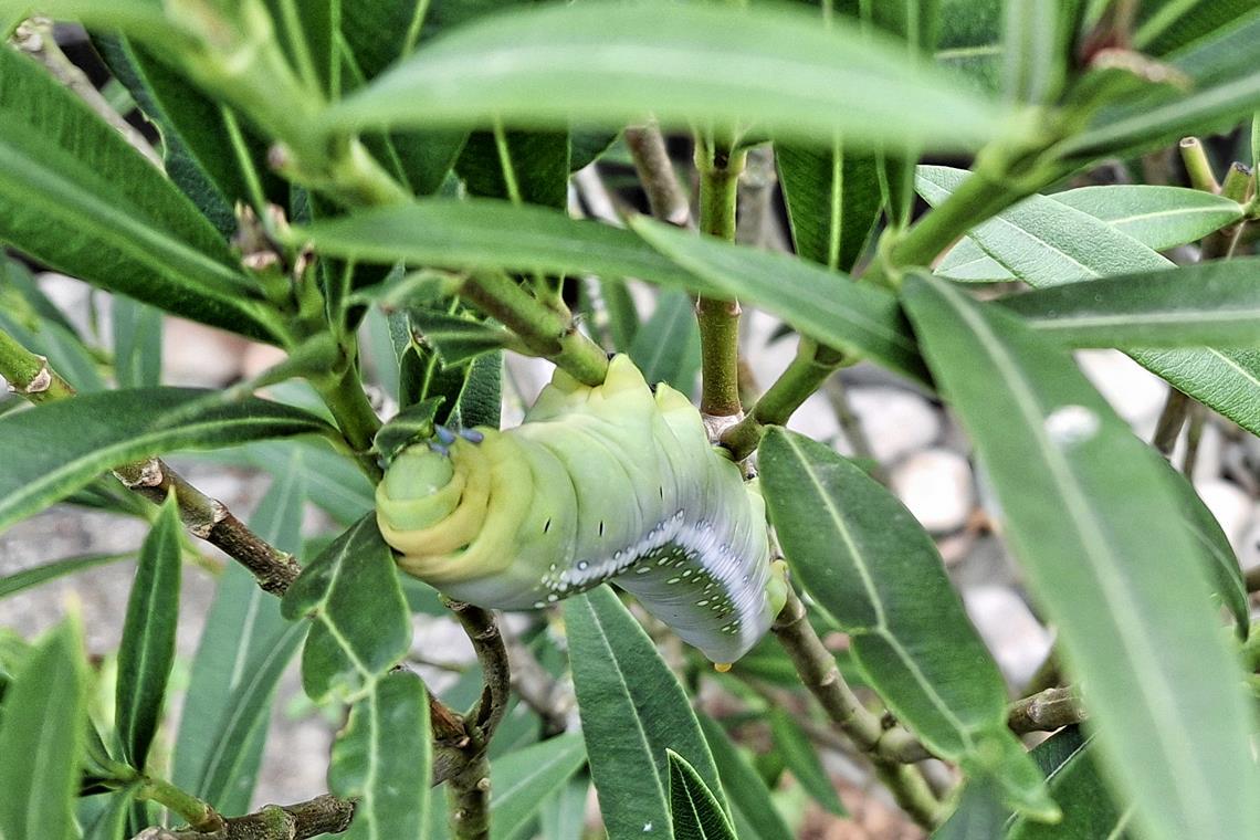 Eine der beiden Oleanderschwärmerraupen, die zu einem Oleanderbusch in einem Garten des Murrhardter Teilorts Alm gefunden haben, lässt es sich schmecken. Foto: Marcel Rasch