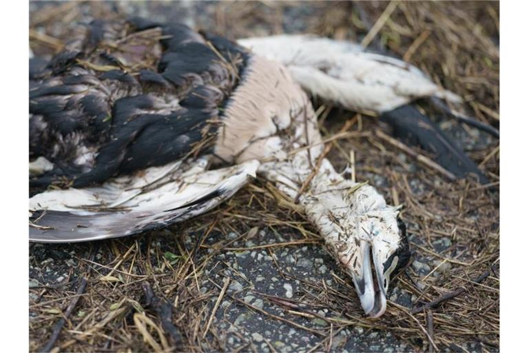 Eine Eiderente liegt tot auf dem Boden. Foto: Axel Heimken/dpa/Symbolbild