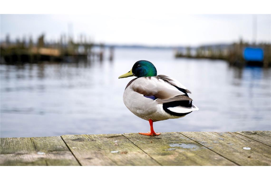 Eine Ente ist auf einem See in Braunschweig festgefroren. (Symbolbild)