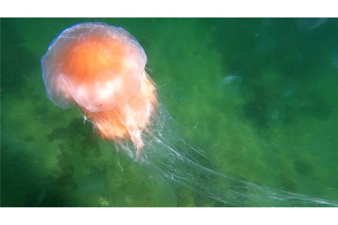 Eine Feuerqualle schwimmt in der Ostsee.