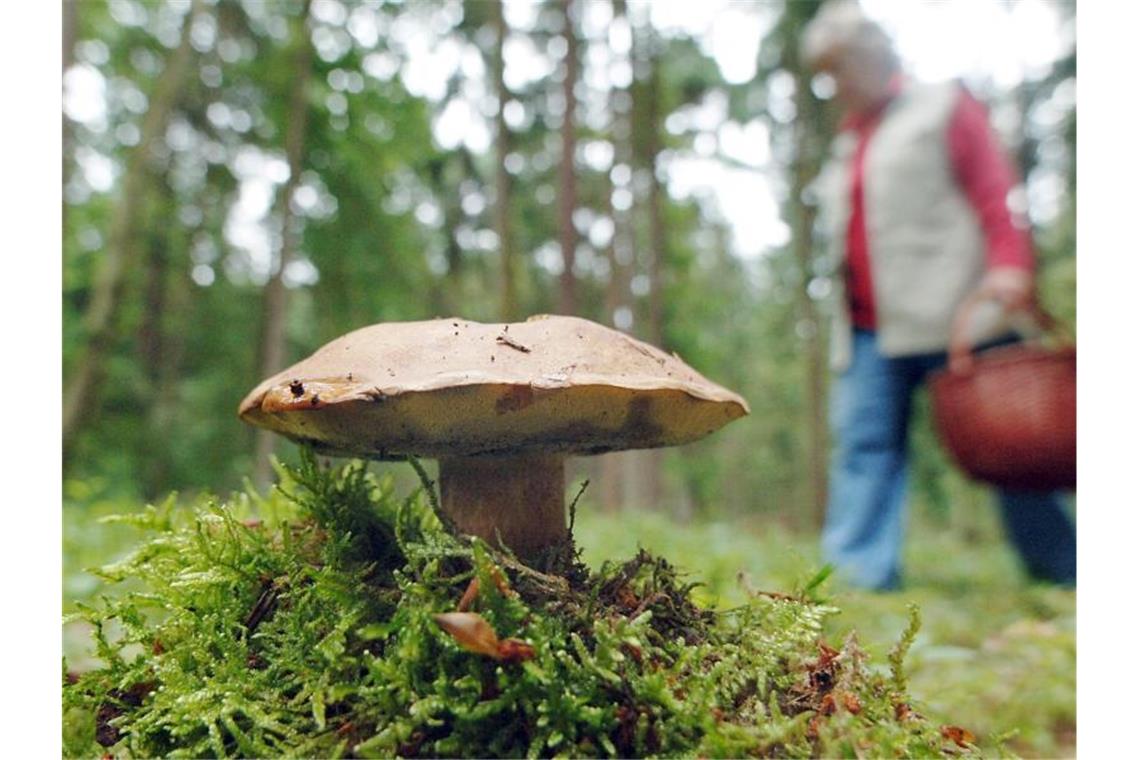 Zwei Männer handeln sich mit Pilzesammeln Bußgelder ein Eine Frau geht nahe dem niederbayerischen Wiesenfelden an einem Maronenröhrling-Pilz vorbei. Foto: Armin Weigel/Archivbild