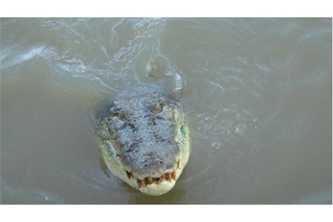 Eine Frau in Indonesien wurde Opfer eines Krokodilangriffs. (Symbolbild)