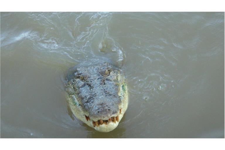 Eine Frau in Indonesien wurde Opfer eines Krokodilangriffs. (Symbolbild)