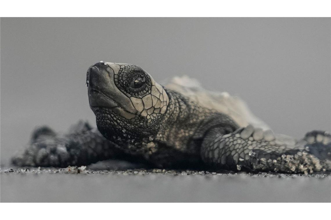 Eine freigelassene Baby-Meeresschildkröte steuert am Strand von Punta Chame in Panama auf das Meer zu.