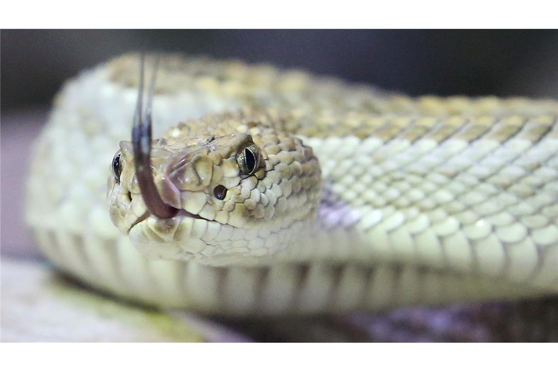 Eine giftige Aruba Klapperschlange in ihrem Terrarium im Terrazoo Rheinberg.