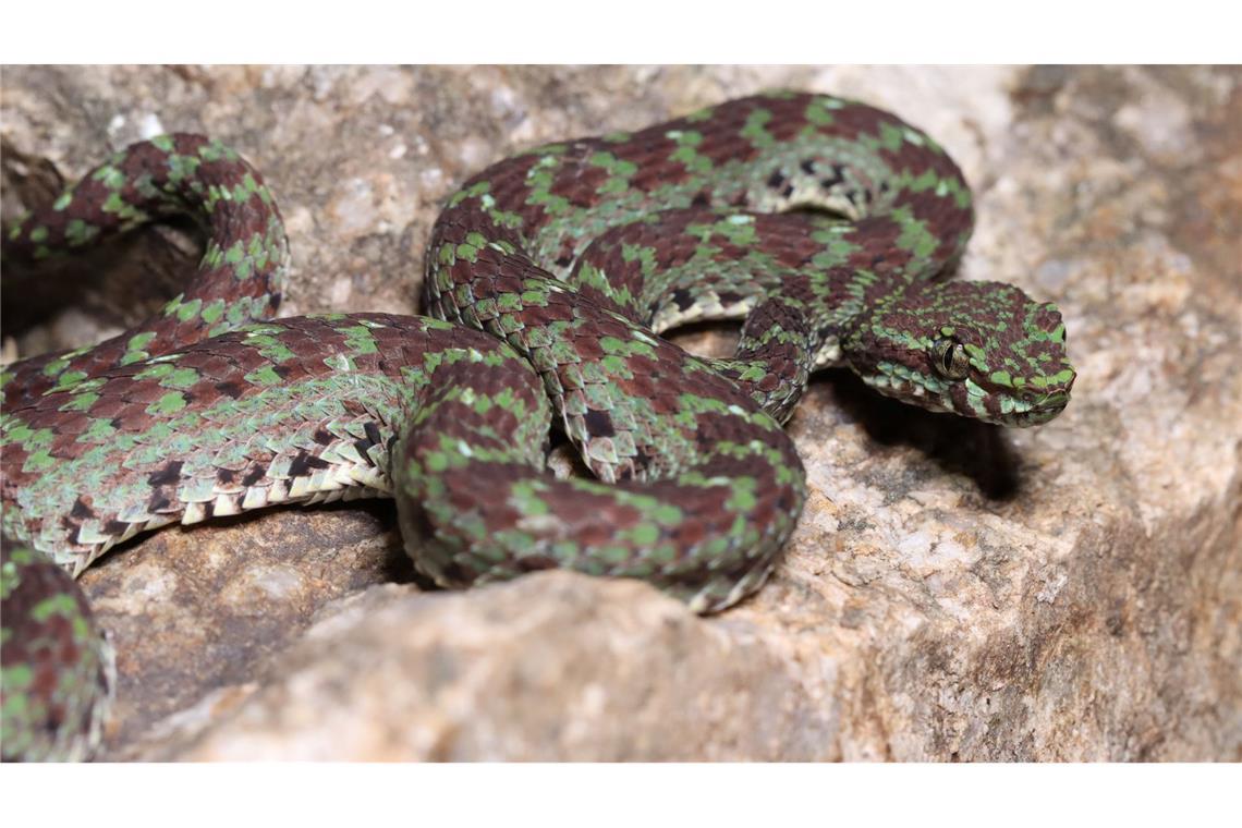 Eine grün-schwarze Grubenotter (Trimeresurus ciliaris) scheint Wimpern zu haben.