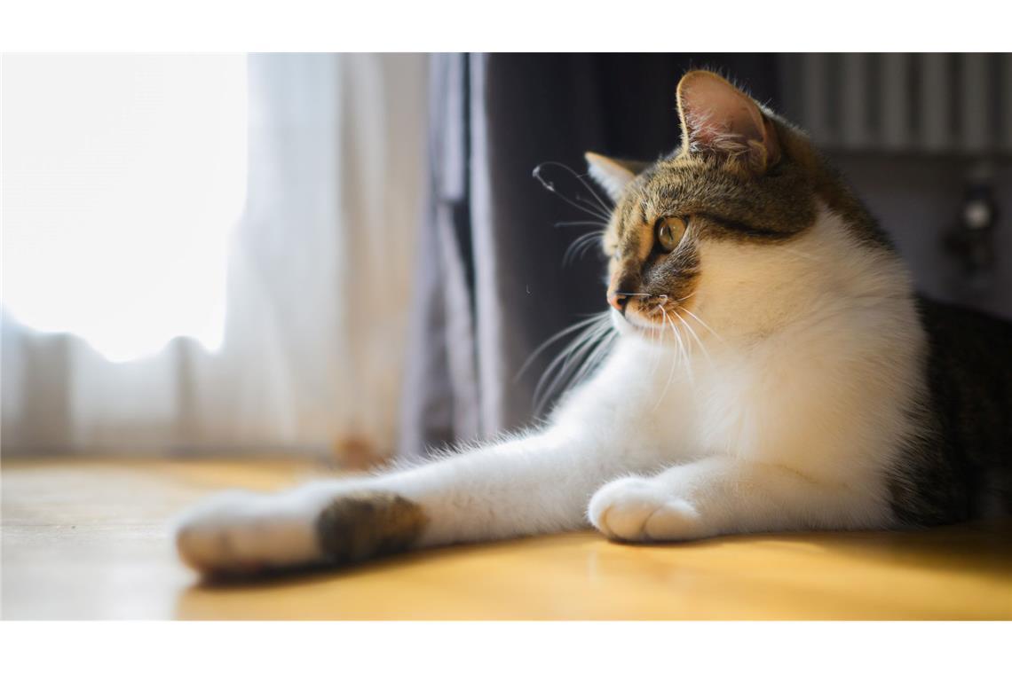 Eine Katze liegt mit ihren zwei Vorderpfoten in einer Wohnung.