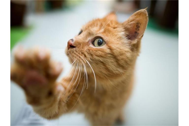 Eine Katze spielt im Katzenhaus von einem Tierheim. Foto: Julian Stratenschulte/dpa/Symbolbild