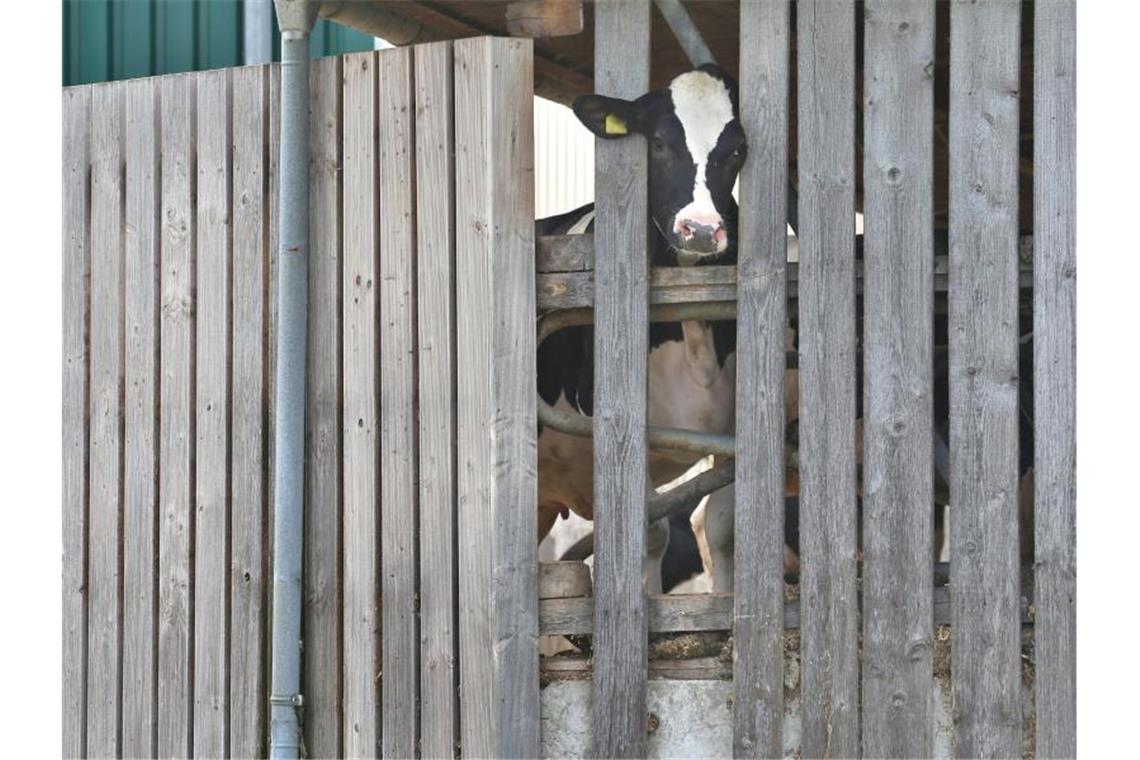 Eine Kuh streckt ihren Kopf durch die Holzlatten eines Stalls. Foto: Karl-Josef Hildenbrand/dpa/Archivbild