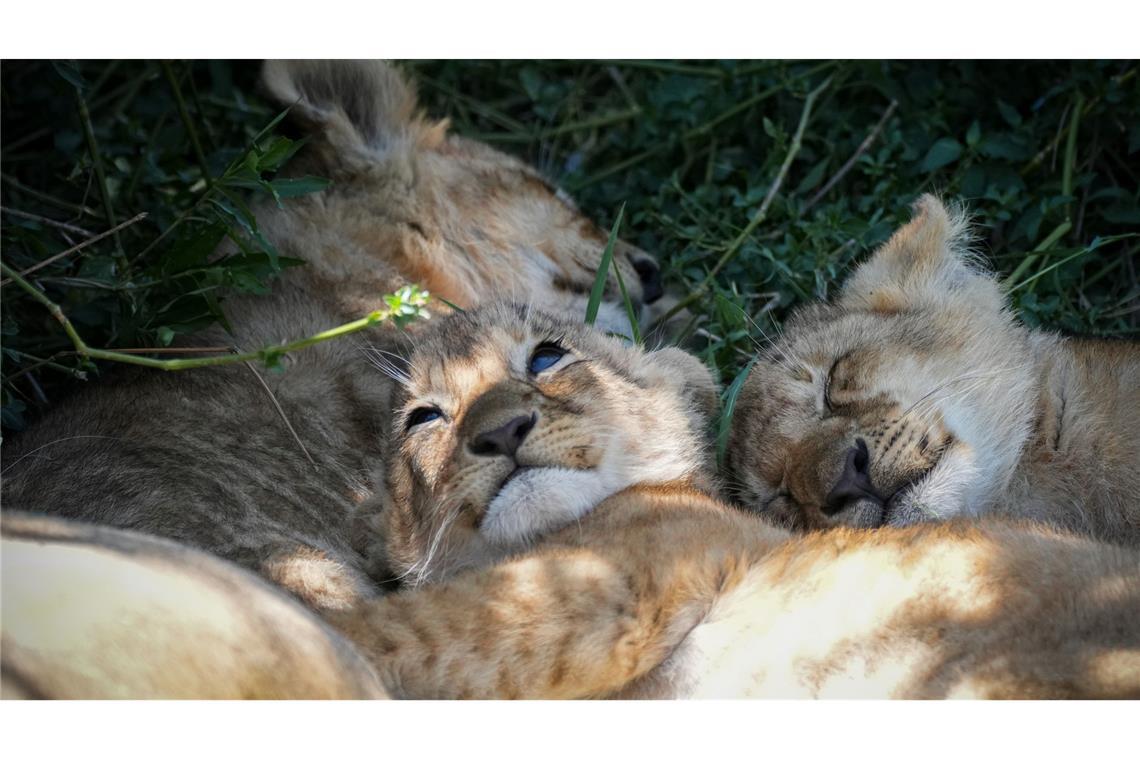 Eine Löwin entspannt sich mit dem Nachwuchs im Schutzgebiet Masai Mara.