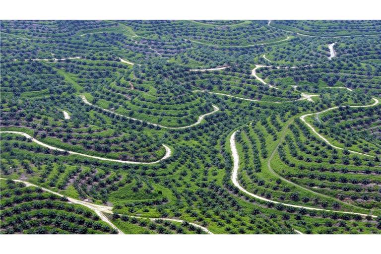 Eine Luftaufnahme zeigt Palmöl-Plantagen in Indonesien.