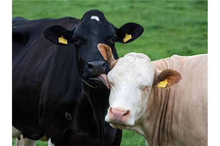 Eine Milchkuh schleckt einer anderen Kuh auf einer Weide über das Gesicht. Foto: Daniel Bockwoldt/dpa/Symbolbild