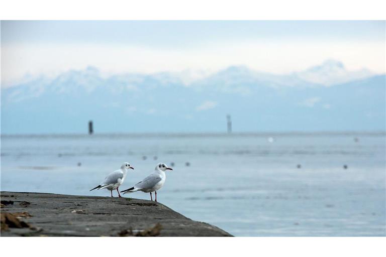 Eine Möwe am Bodensee wurde positiv auf den Erreger getestet. (Symbolbild)