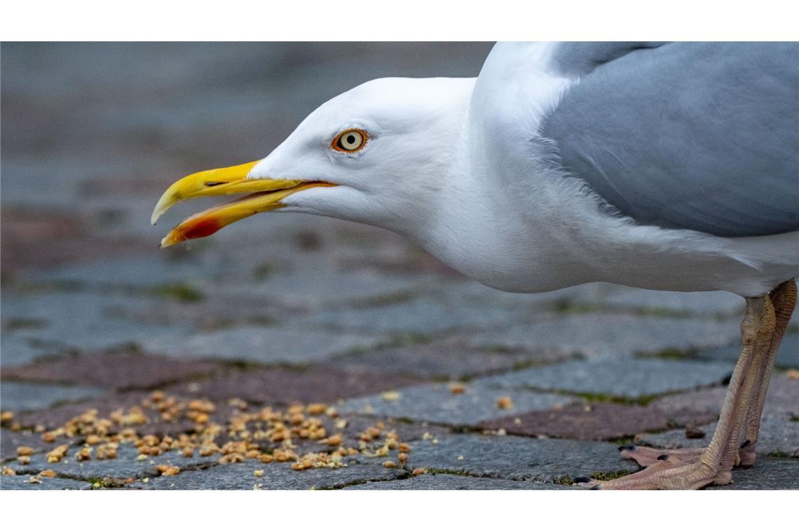 Eine Möwe sucht konzentriert nach Futter im Hafen von Stralsund.