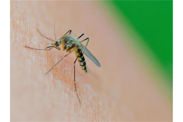 Eine Mücke der Art Aedes vexans saugt Blut aus dem Arm einer Frau. Foto: Patrick Pleul/dpa-Zentralbild/dpa