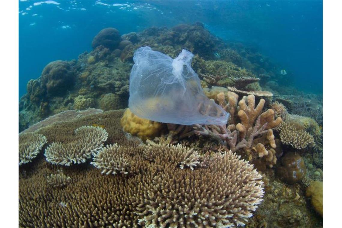 Studie warnt vor Plastikflut im Meer Eine Plastiktüte auf einem Korallenriff in Malaysia. Foto: WWF/dpa