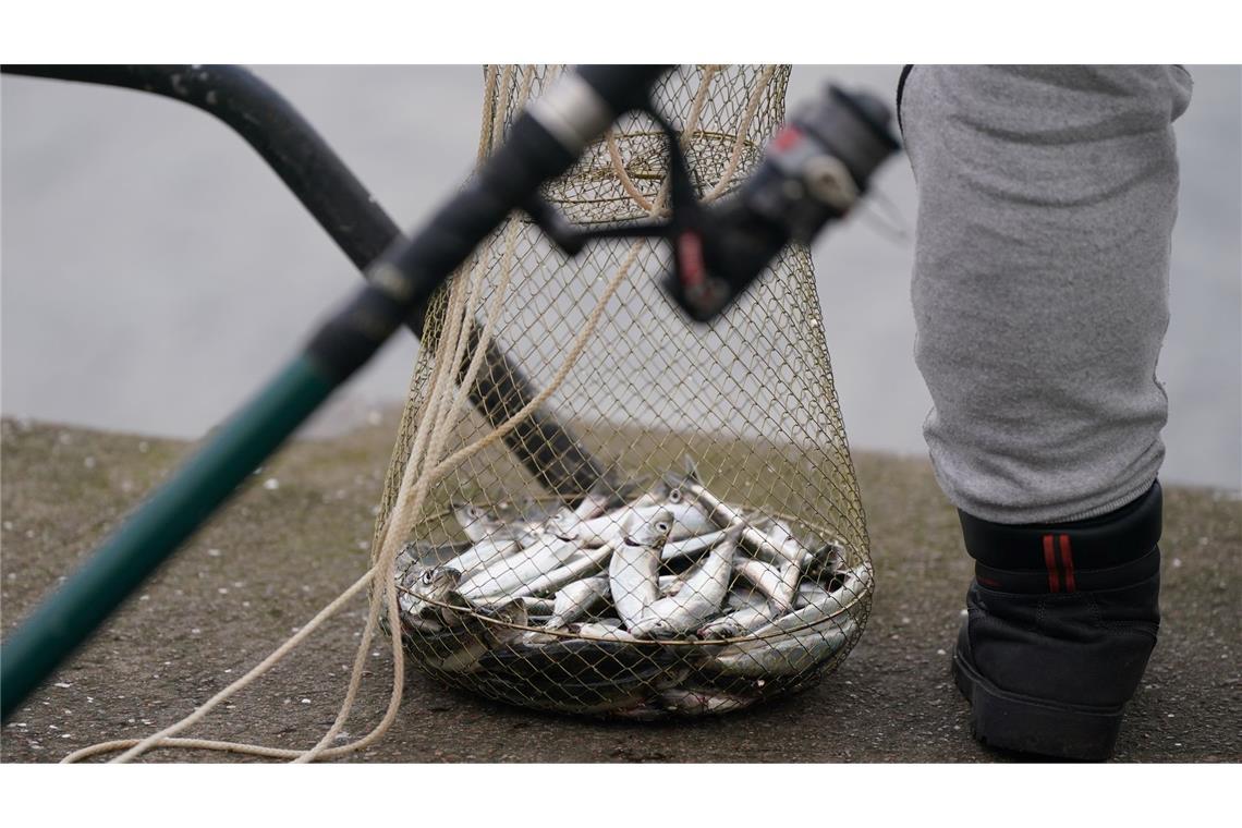 Eine Reuse mit zahlreichen Heringen steht neben einem Angler im Kieler Hafenbecken. (Archivbild)