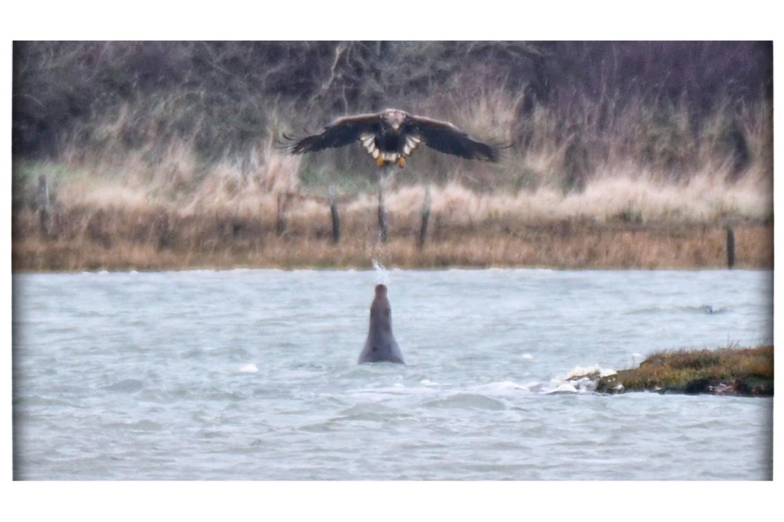 Eine Robbe spuckt Wasser auf einen Adler.