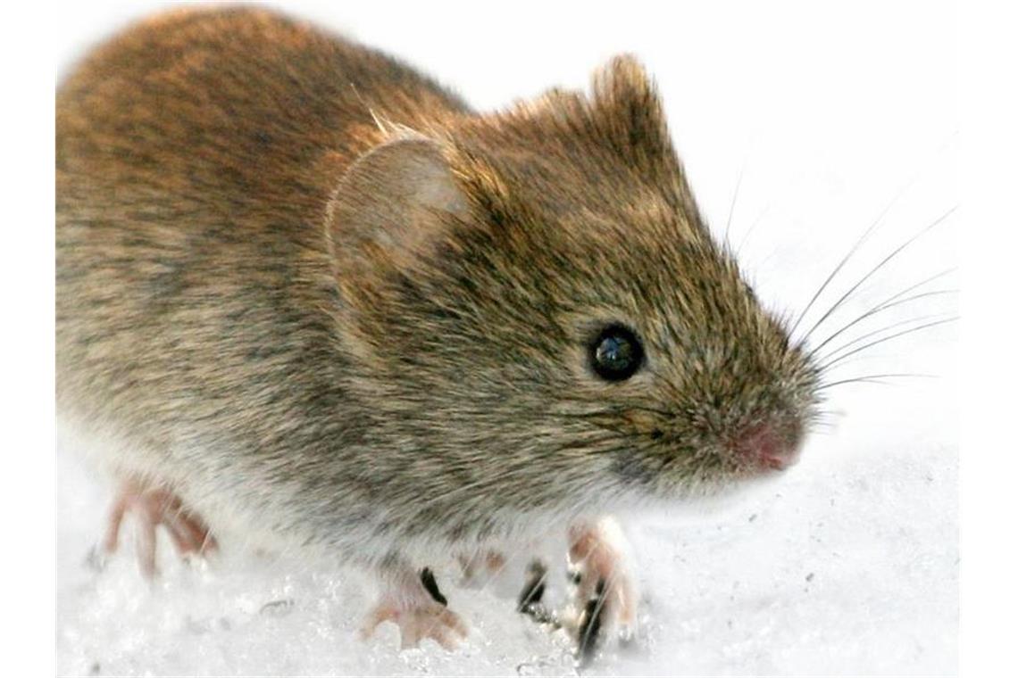 Eine Rötelmaus (Clethrionomys glareolus) sitzt im Schnee. Foto: Kimmo Taskinen/STT-Lehtikuva/dpa/Symbolbild