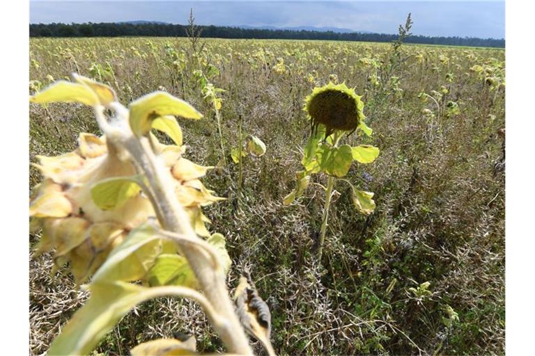 Eine Sonnenblume steht auf einer PFC-belasteten Ackerfläche. Foto: Uli Deck/dpa/Archivbild