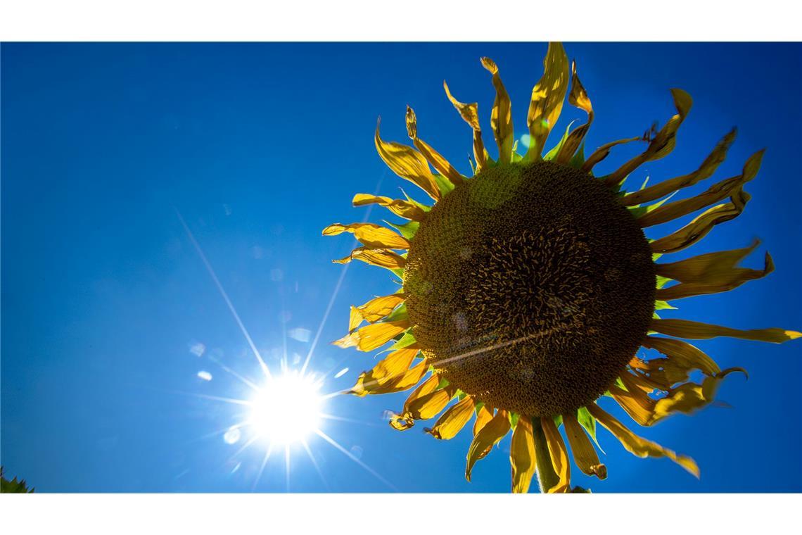 Eine Sonnenblume steht im Sonnenschein auf einem Feld in Norddeutschland.