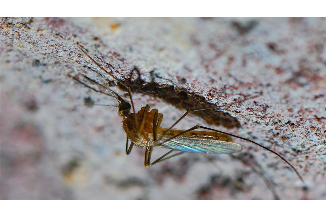 Eine Stechmücke der Art Culex pipiens Komplex ist an der Decke eines alten Eiskellers zu sehen. Stechmücken werden immer gefährlicher, sagen Forscher. Nicht nur die eingewanderten exotischen Arten können Krankheitserreger übertragen.