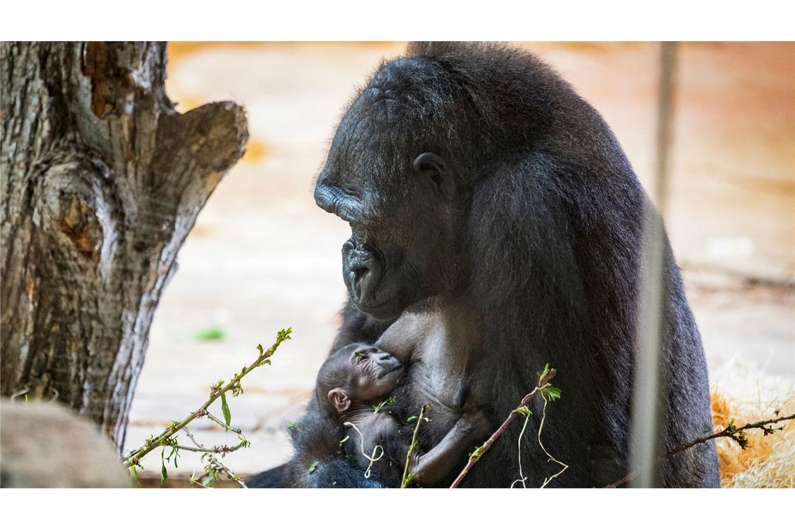 Eine stolze Mama: Das 30 Jahre alte Gorilla-Weibchen Kijivu brachte im Prager Zoo ein Kind zur Welt.