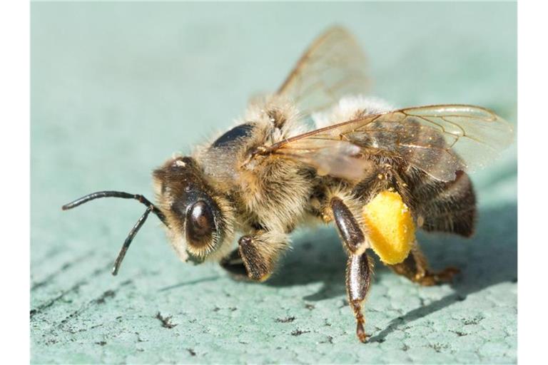 Eine tote Biene mit Blütenpollen an den Hinterbeinen. Foto: Patrick Pleul/dpa-Zentralbild/ZB/Symbolbild