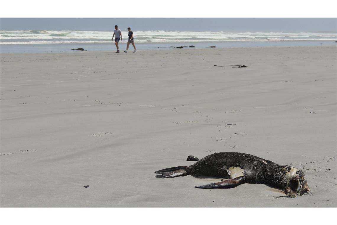 Eine tote Robbe wurde an einem Strand in der Provinz Westkap angespült.