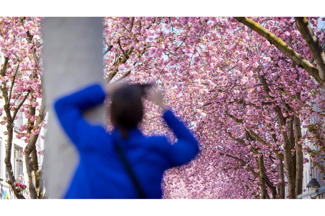 Eine Touristin fotografiert blühende Kirschblütenbäume in Bonn. Prognosen zufolge könnten die Blüte in diesem Jahr um Ostern herum beginnen.