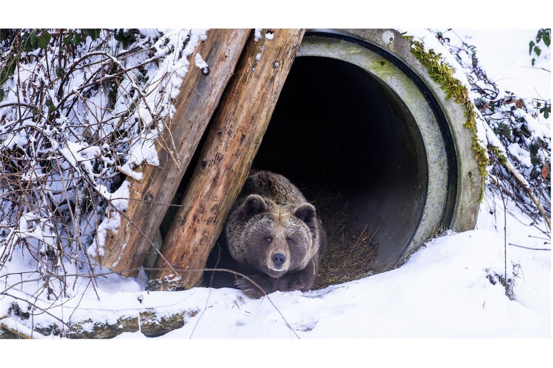 Eine vorübergehend aus ihrer Winterruhe aufgewachte Bärin liegt im Eingang ihrer Höhle im Alternativen Wolf- und Bärenpark.