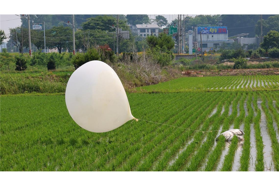 Einer der Hunderten mit Müll gefüllten Ballons, die Nordkorea über Nacht fliegen ließ, ist in einem Grenzbezirk in Südkorea auf einem Reisfeld gelandet.