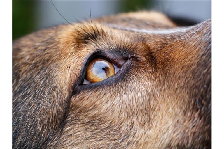 Ein Hund sitzt in einem Garten und blickt nach oben. Foto: Wolfgang Hoppe/dpa/Symbolbild