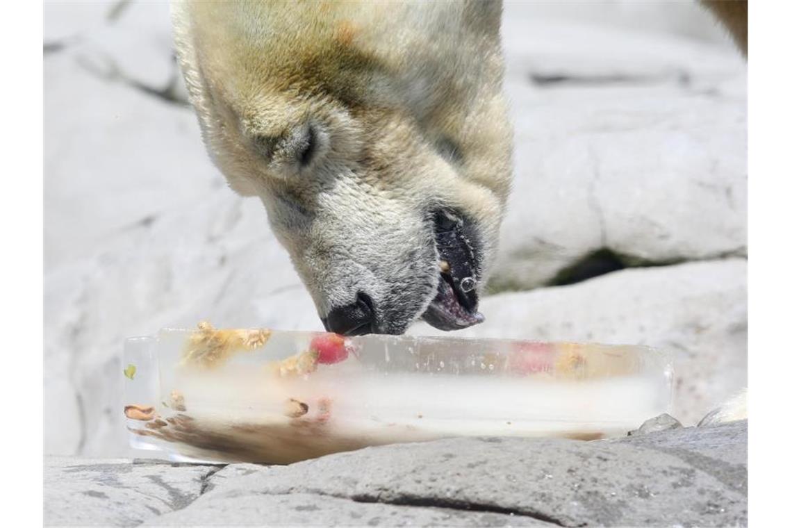 Eisbär Blizzard leckt an einer Eisbombe mit Obst, Gemüse und Fischen. Foto: picture alliance/dpa/Archivbild