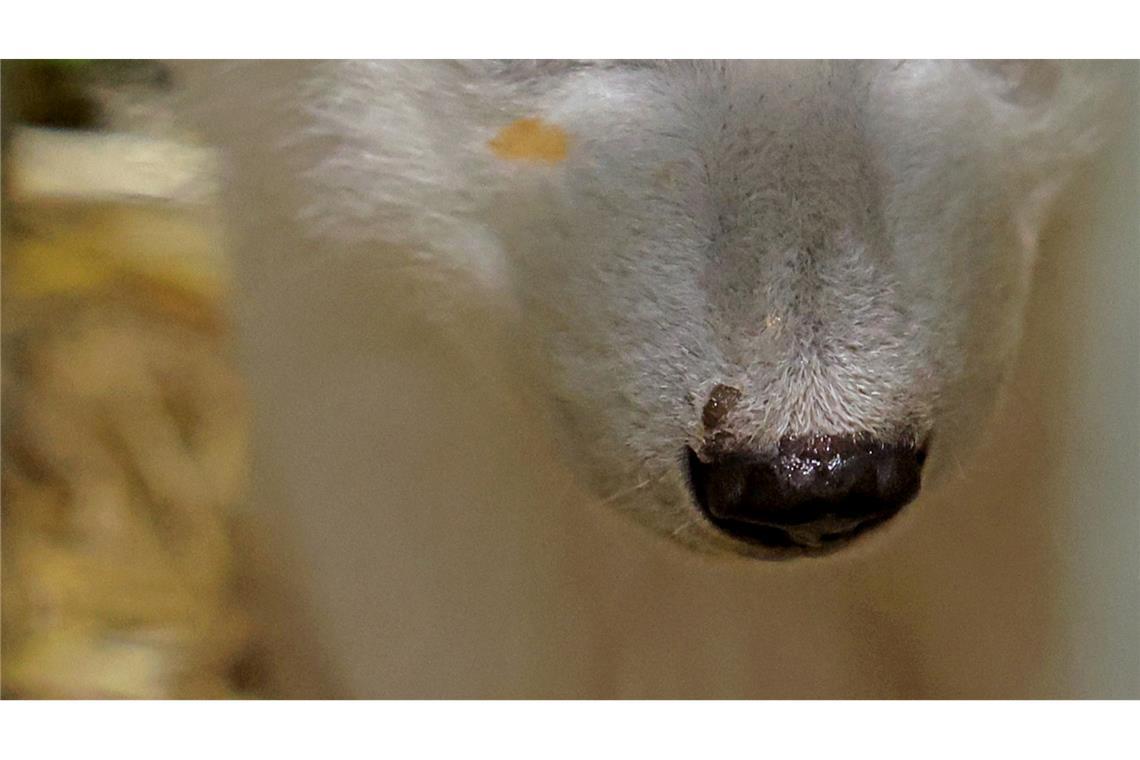 Eisbär-Mama Nuka hat beim Lachsöl-Schlecken geschlabbert: Nun hat das Jungtier einen Fleck im Gesicht.