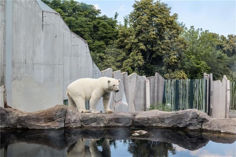 Eisbären brauchen ein großes Wasserbecken.