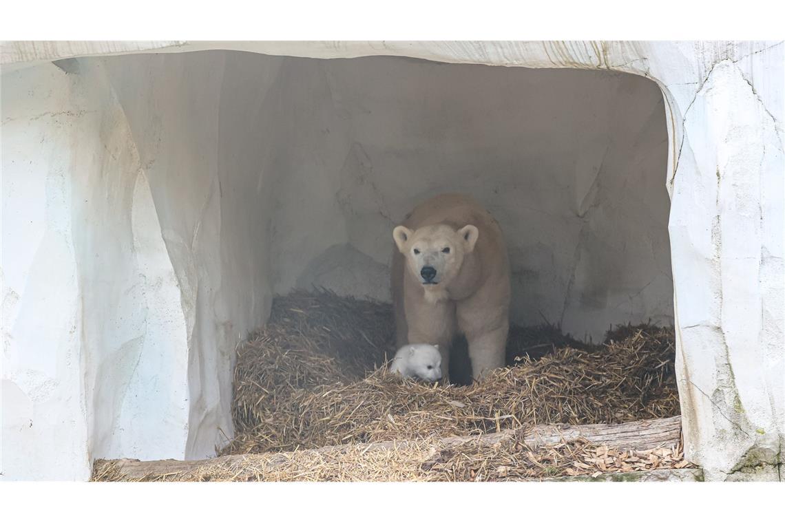 Eisbärin Nuka mit ihrem Nachwuchs im Karlsruher Zoo