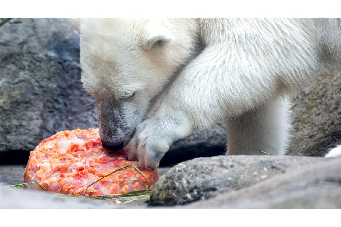 Eisbärjungtier Anouk spielt in Hamburgs Tierpark Hagenbeck mit einer Eisbombe.